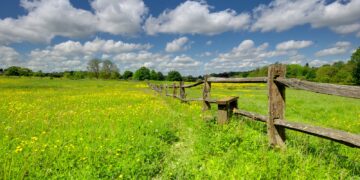 green grass field under blue sky during daytime