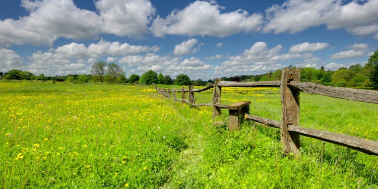 green grass field under blue sky during daytime