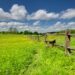 green grass field under blue sky during daytime